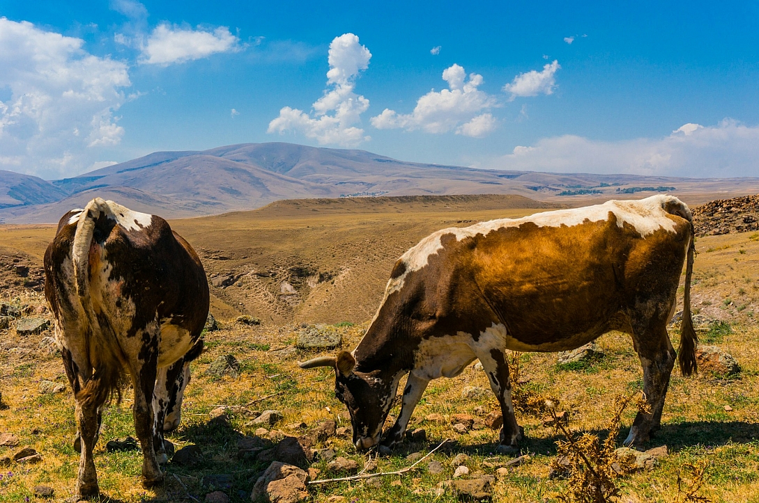 ani landscape cows